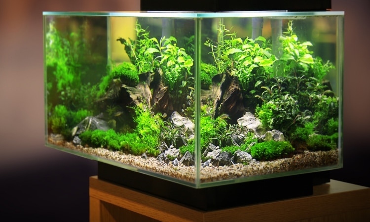 Aquarium LED Beleuchtung – 8 Vorteile & Tipps zum Kauf
