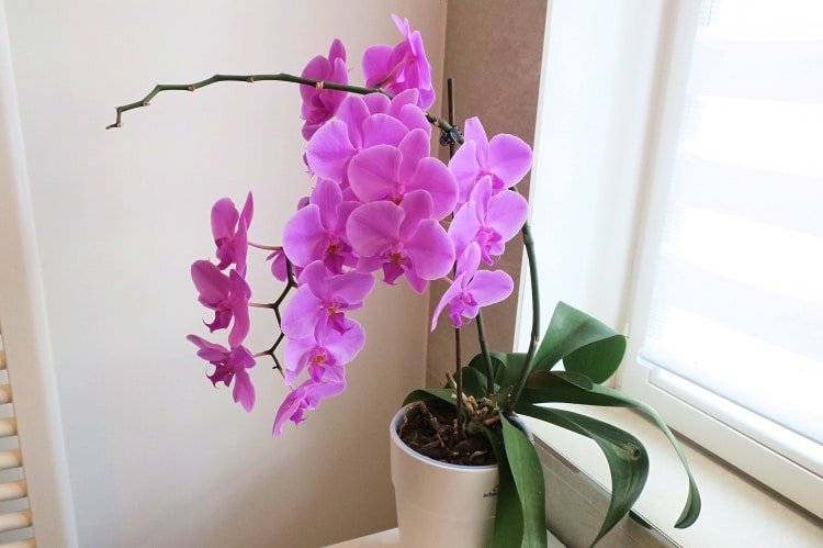 Orchidee im Badezimmer