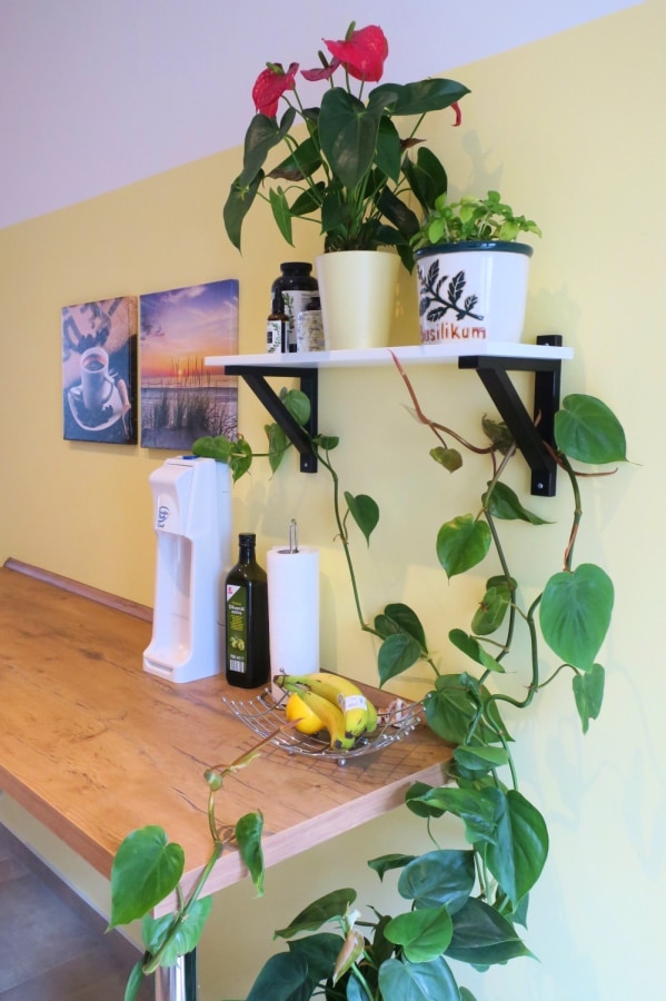 Regal in Küche für Pflanzen