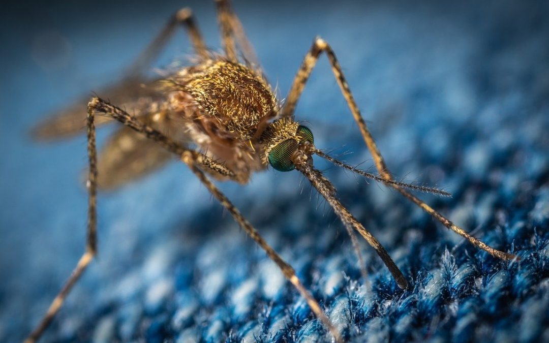 Moskitonetze – damit die Mücken keine Chance haben